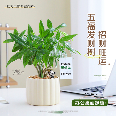 奇趣发财树办公室招财绿植室内花卉桌面小盆栽工位摆件好养植物