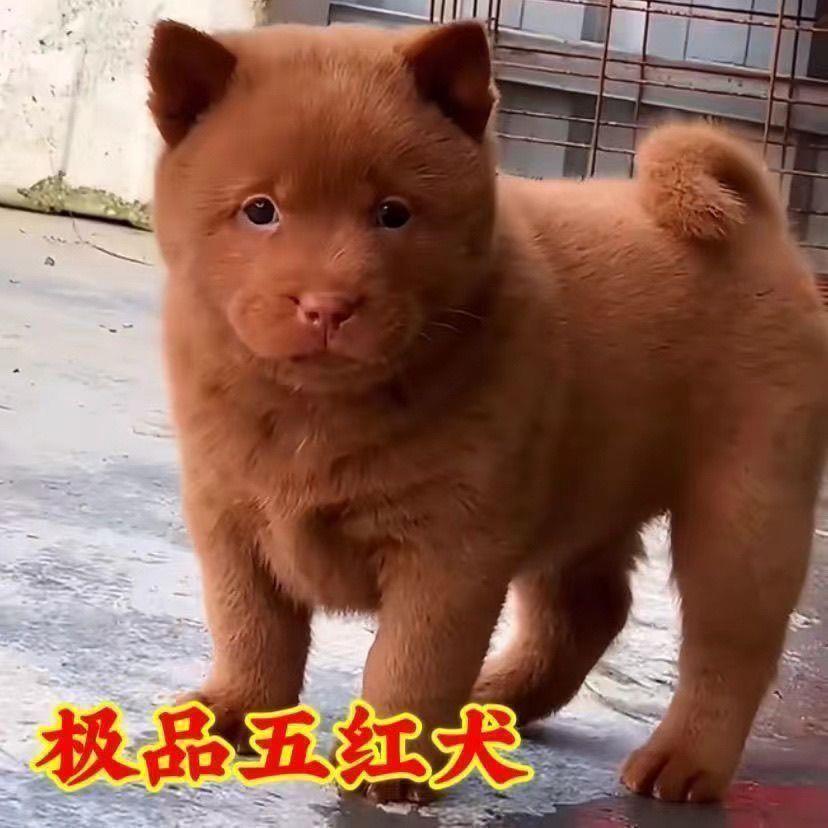 潮汕五红犬中华田园犬看门狗好养狩猎犬狗崽家养忠诚打猎看家护院