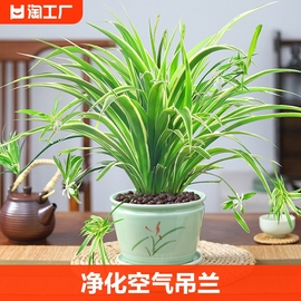 金边吊兰盆栽花卉植物，室内花净化空气，绿植水培垂吊客厅甲醛阳台