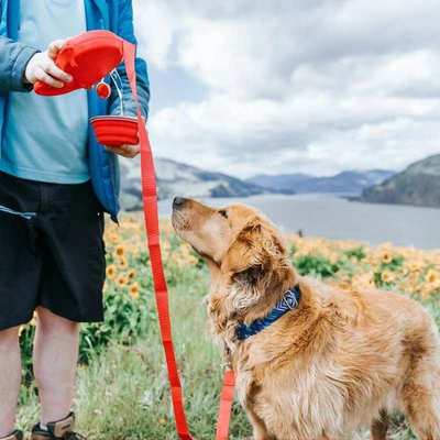 猫牧三合一金毛大型犬狗狗链绳德牵引绳宠物狗狗拉布拉多遛狗神器