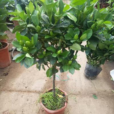 老桩大叶栀子花大树苗大课枝枝花浓香型四季独杆牡丹室外庭院子花