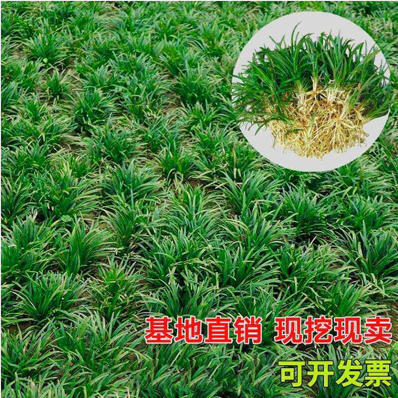 正宗矮麦冬草园林绿化细叶麦冬苗玉龙草耐寒耐旱四季青草坪植物