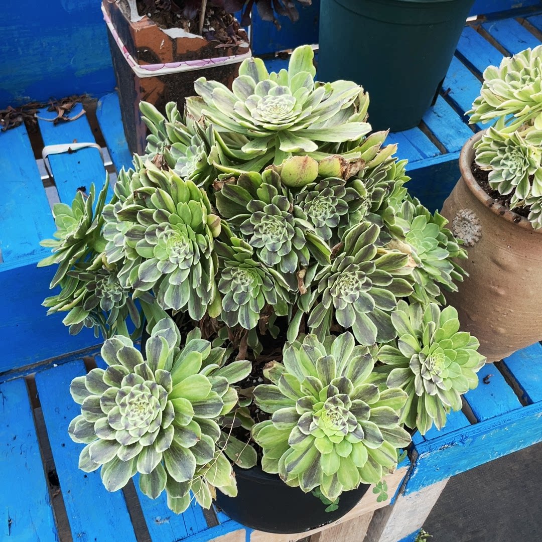 云南法师锦清棚萤火虫