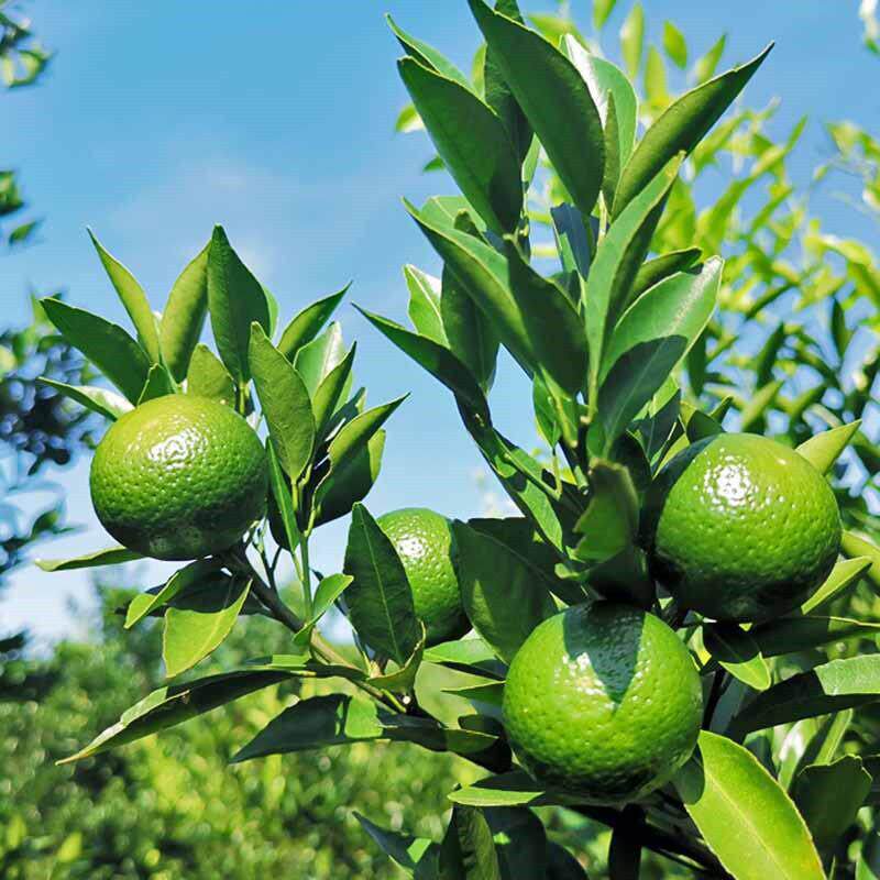 新会天马新鲜小青柑圈枝陈皮东甲二红皮大红色皮鲜果果皮桔子皮柑