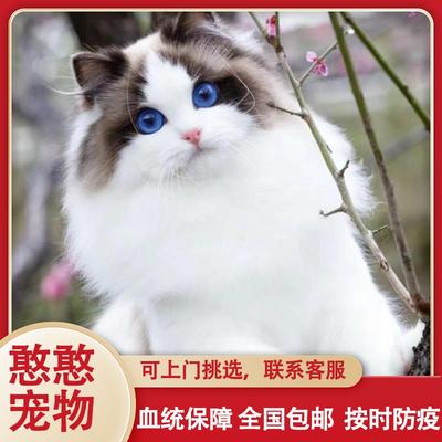 纯种布偶猫幼猫长毛仙女猫蓝双海双蓝眼睛活体家养宠物猫血统赛级