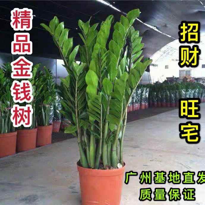金钱树盆栽摇钱树花苗发财树花卉室内绿植物客厅办公桌面盆景