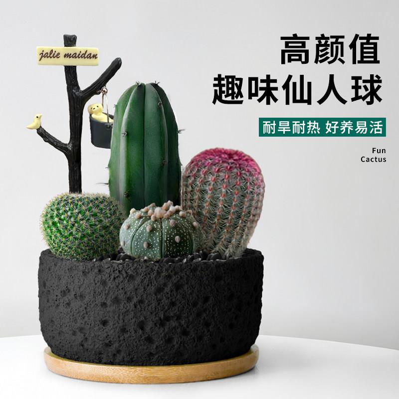 仙人掌栽合多肉植物组室内仙人球防辐射A+级高端办公室花桌面盆绿
