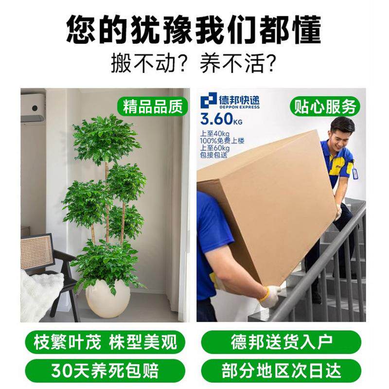 幸福树客厅盆栽大型绿植平安树室内吸甲醛落地式植物盆景四季常绿