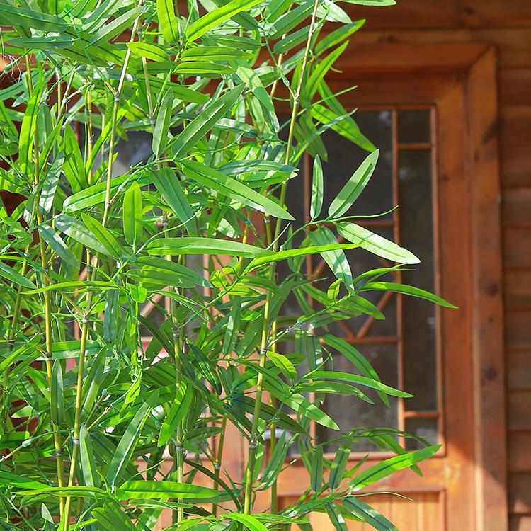 竹子细水假竹子装饰室内户外隔断绿植物塑料挡墙阳台庭院造景,鲜花速递/花卉仿真/绿植园艺,仿真绿植,淘宝优惠券,粉丝福利购,淘宝优惠卷
