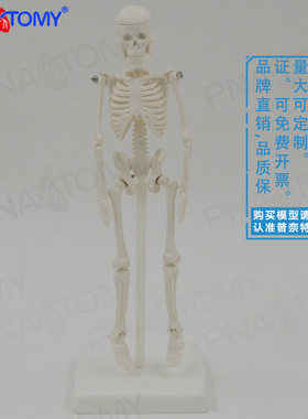 22cm小型白色全身人体骨骼模型骷髅骨架玩具万圣节可拆卸启蒙美术