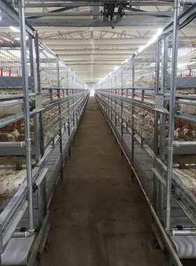 生产殖厂全自动肉鸡笼镀锌肉鸡鸡笼子大型鸡场自家动化IPM养笼设