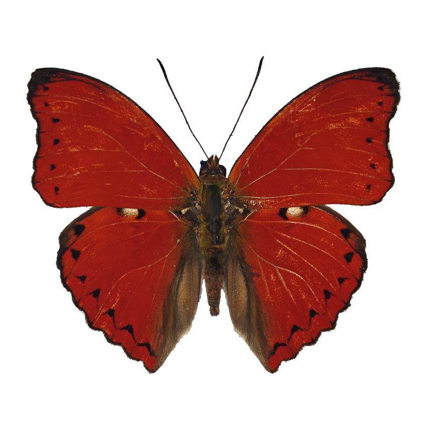 血漪蛱蝶红色蝴蝶原蝶标本摆桌挂墙装饰画 画真昆虫甲虫家居相框,家居饰品,标本类装饰画,淘宝优惠券,粉丝福利购,淘宝优惠卷