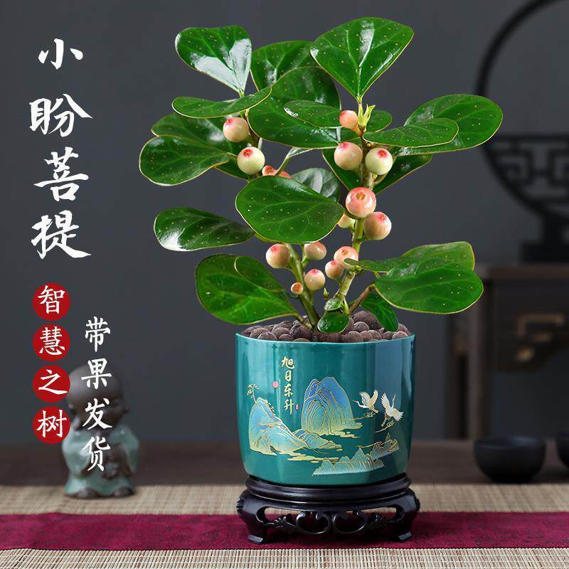 小盼菩提盆景带果中式禅意菩提树盆栽桌面摆件室内创意好养绿植物