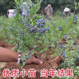 黑珍珠蓝莓苗四季盆栽地栽南方北方种植双季兔眼蓝莓树苗当年结果