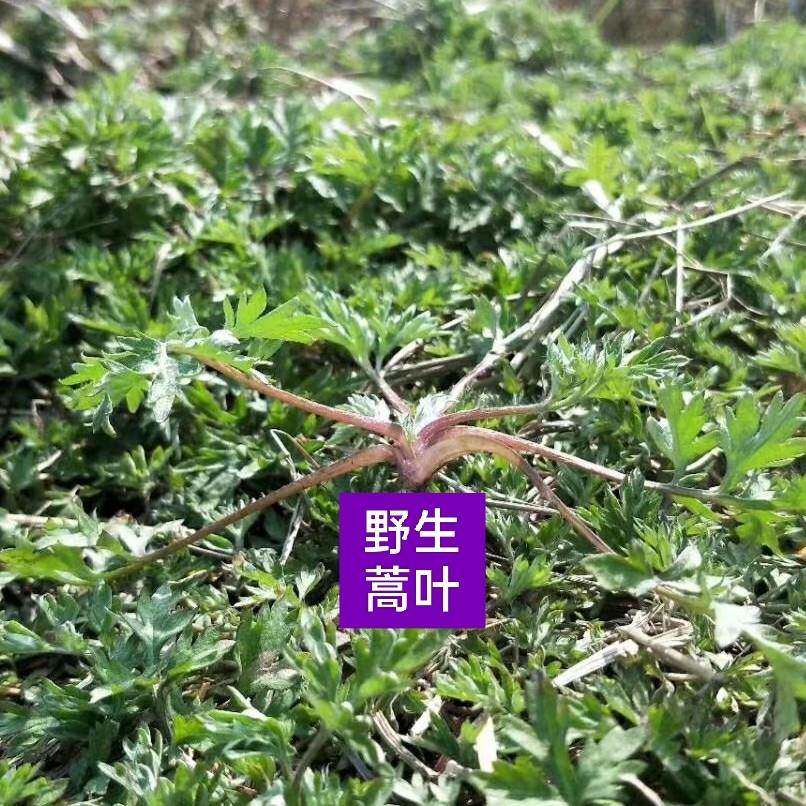 湖南益阳原材料原料野生蒿菜蒿草蒿子粑粑清明野菜苦蒿现摘500克