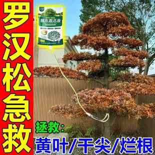 罗汉松专用营养液松树叶枯病黄叶烂根白粉专用药大型黑松树复活