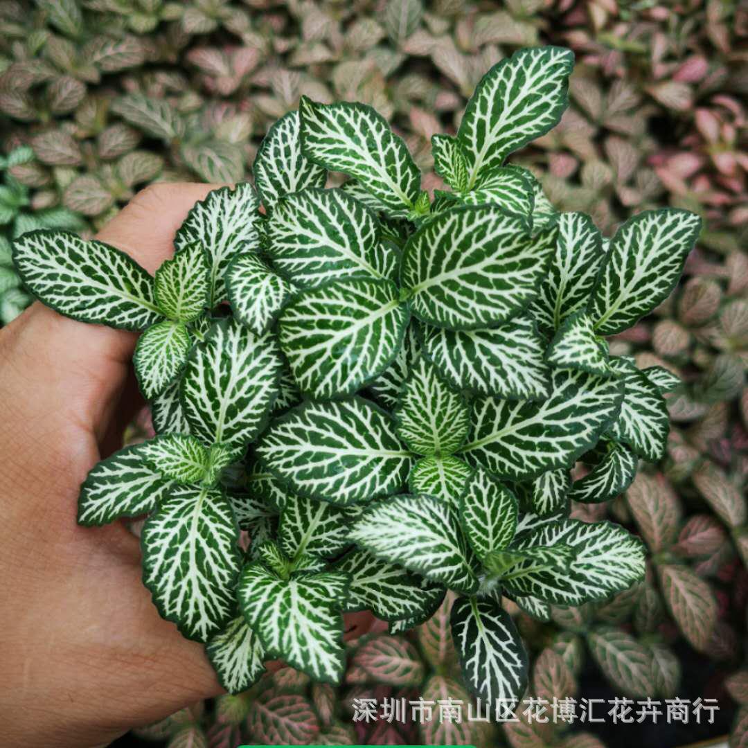 DIY微景观组盆彩叶植物白虎皮天使白色网纹花卉绿化盆栽绿植