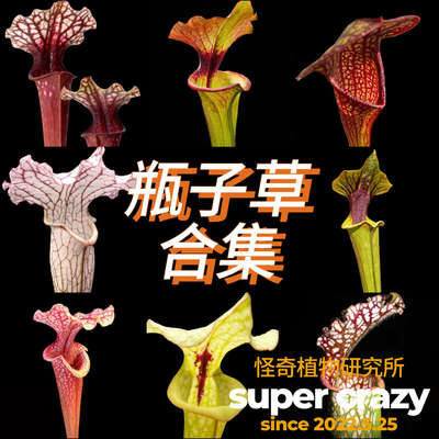Sarracenia瓶子草合集食虫植物室内雨林缸微景观生态缸造景ins风