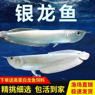 龙鱼银龙鱼活鱼苗七彩红眼黄化热带观赏鱼银龙大型练手白子银龙中