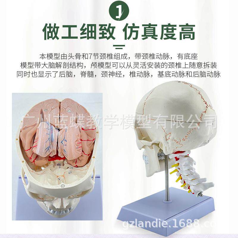 自然大头骨带颈椎附脑模型 成人骨缝线头颅附脑动脉及颈椎模型
