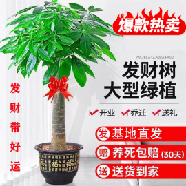 发财树大盆栽客厅，大型室内植物开业乔迁送礼办公室绿植乔迁新居