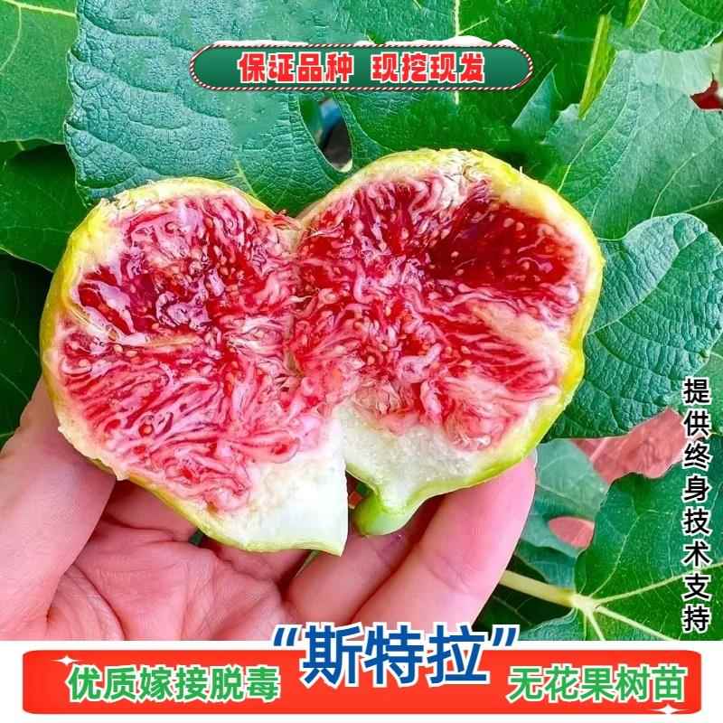 特大糖心耐寒无花果树苗阳台盆栽高产斯特拉无花果苗南方北方种植