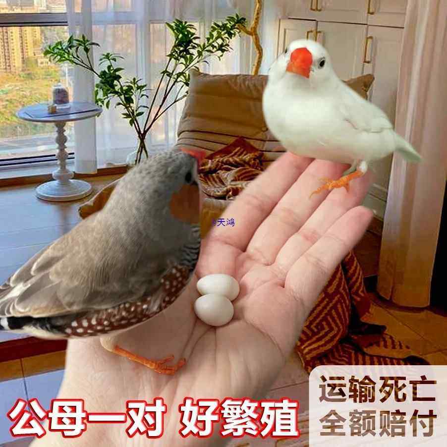 珍珠鸟家养宠物鸟灰色白色珍珠鸟小珍珠鸟一对温顺可繁殖观赏鸟