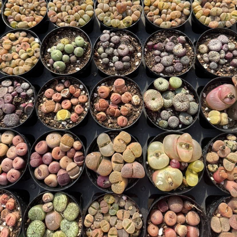 毛汗尼肉锥毛汉尼生石花多肉植物带盆带土红毛汉尼
