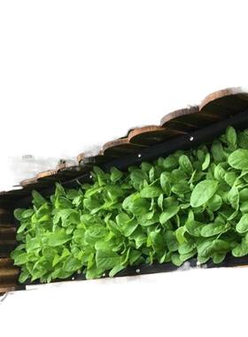 防腐木花箱种植箱花盆户外阳台庭院花箱组合长方形院子花实木质