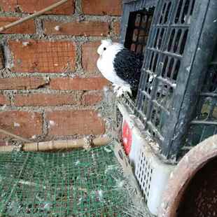 精品黑色马甲芙蓉鸽子种鸽青年鸽子活体一对活体包邮包活到家健康