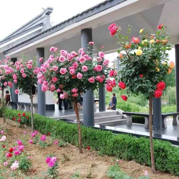 树状月季花苗树桩月季高杆玫瑰花四季开盆栽植物室内好养花卉绿植