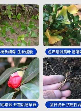 奥绿肥缓释肥1号生长通用5号养花肥料A2月季318s专用颗粒促开花肥