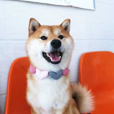 太阳花布艺格子爱心宠物狗狗猫咪柴犬柯基法斗脖圈项圈项链饰品