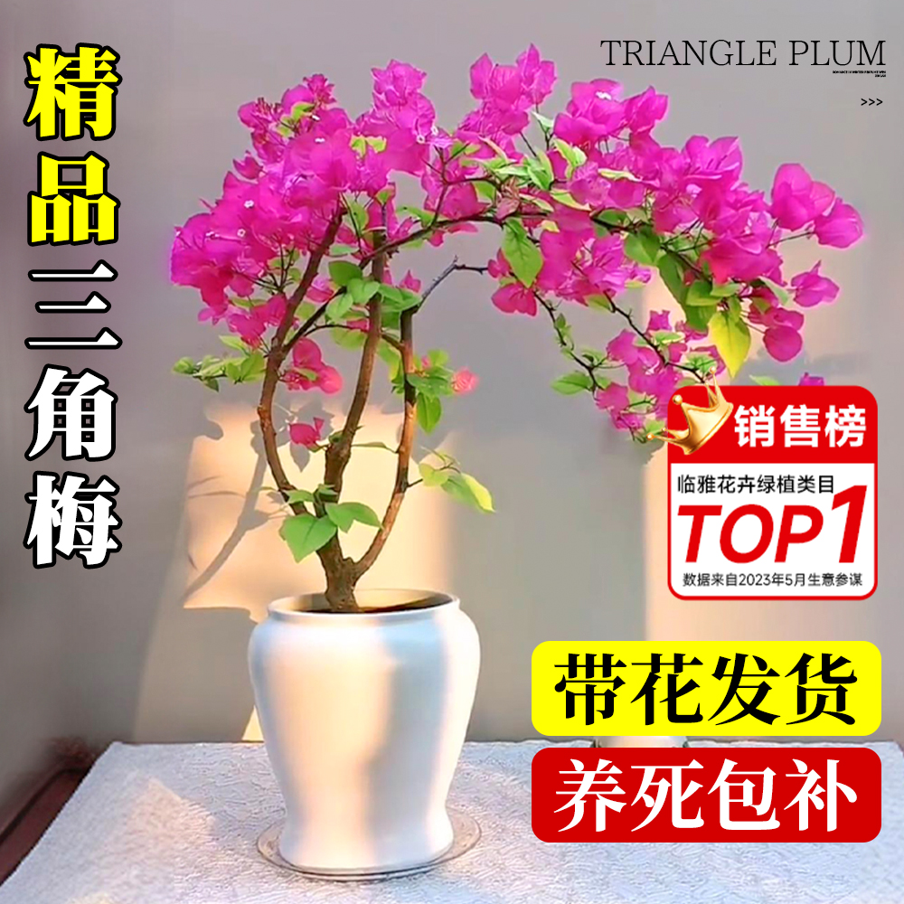 三角梅重瓣四季开花盆栽带花老桩大树苗绿樱勤花花卉植物好养的花