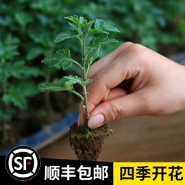 菊花苗菊花盆栽四季开花杭州白菊金丝皇菊花花卉室内室外观花植物