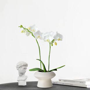 白色阿玛蝴蝶兰年宵花兰花卉绿植带花苞耐寒桌面植物盆栽四季好养