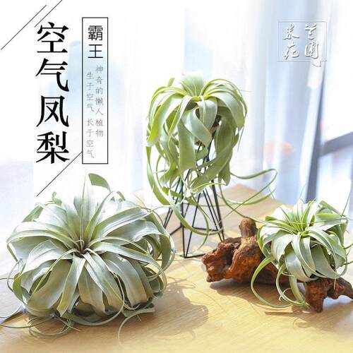 空气凤梨无土植物霸王稀有室内绿植盆栽花卉