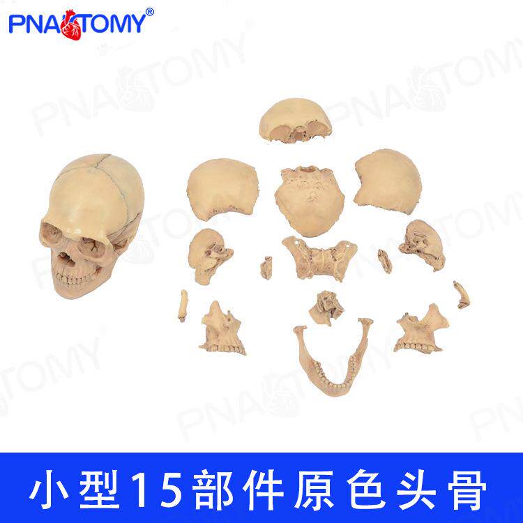 4D拼装仿真小型人头颅骨骷髅头模型可拆卸15部件美术绘画教学