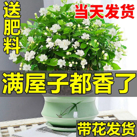 茉莉花苗盆栽带花苞九里香老桩驱蚊水培栀子，花卉绿植物室内四季开