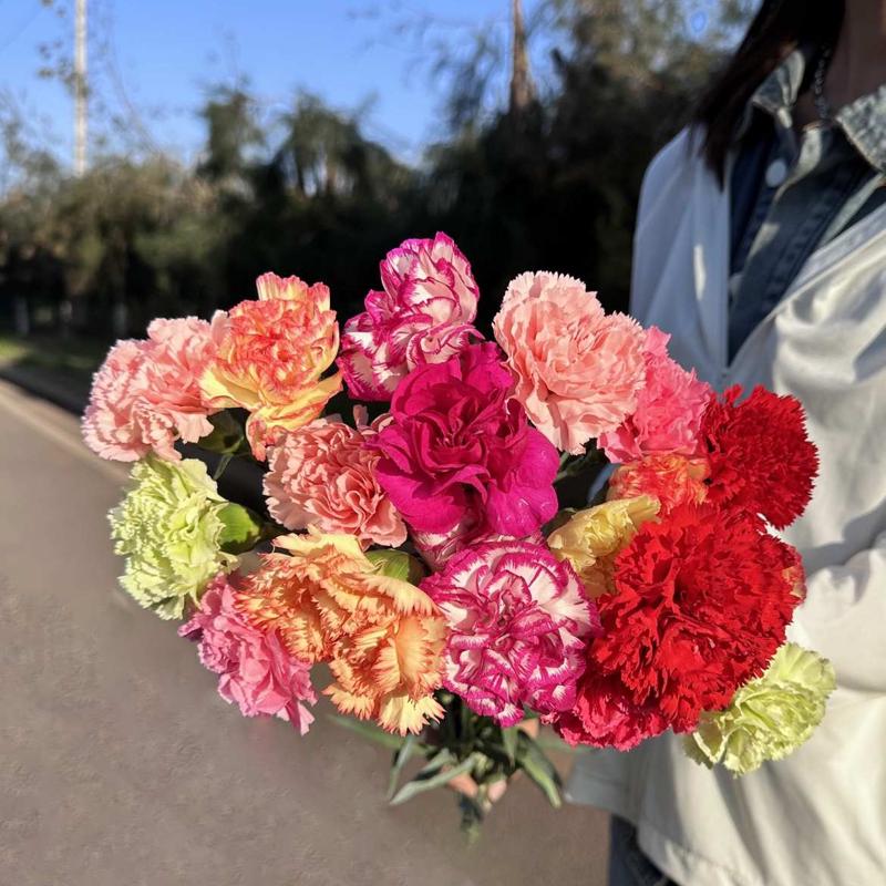 康乃馨鲜花花束云南鲜花基地直发鲜切花水培插花送妈妈生日礼物