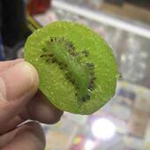 新日期精品猕猴桃干片奇异果干蜜饯水果独立包装 果脯猕猴桃凉果