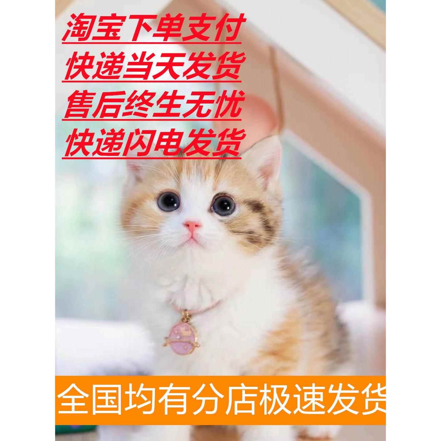 中华田园猫幼猫奶牛猫三花猫白猫黑猫橘白猫狸白猫橘猫狸花猫幼崽 宠物/宠物食品及用品 猫咪 原图主图