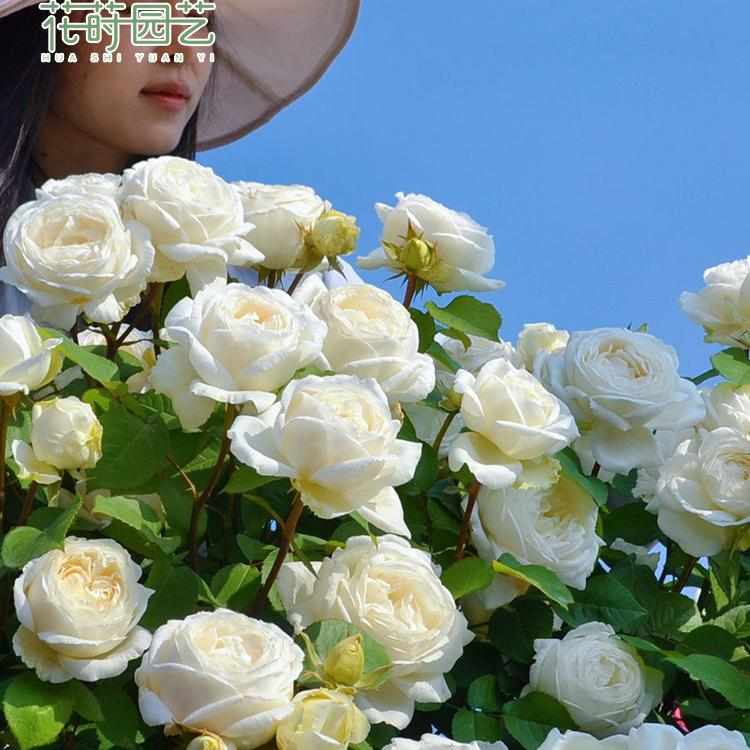 花莳园艺 1加仑灌木藤本月季花苗扦插果汁玫瑰月季花卉庭院绿植