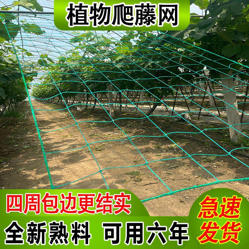 植物瓜果爬藤网攀爬网瓜网锁边百香果豆角丝瓜瓜蒌花卉种植攀援网