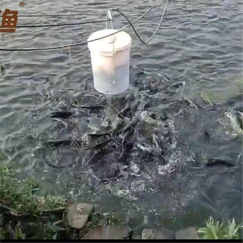 鱼苗粉料投料机花鲢粉料投料机粉料桶加州鲈鱼苗粉料机泥鳅苗粉