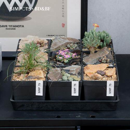 SIMPOTS多肉块根植物花盆小方盆种球龙舌兰龟甲龙育苗扦插百搭