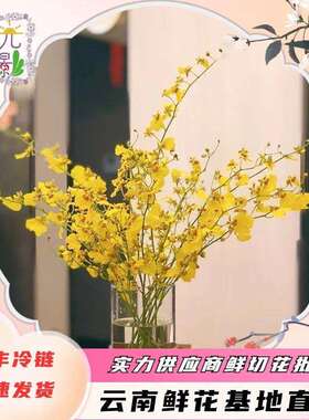 跳舞兰云南基地鲜花红心水养兰花真花文心兰客厅摆件团购摆摊