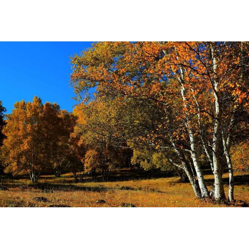 白桦树苗桦树苗白桦盆栽小白桦彩叶树种耐寒庭院花园骨架树木白色