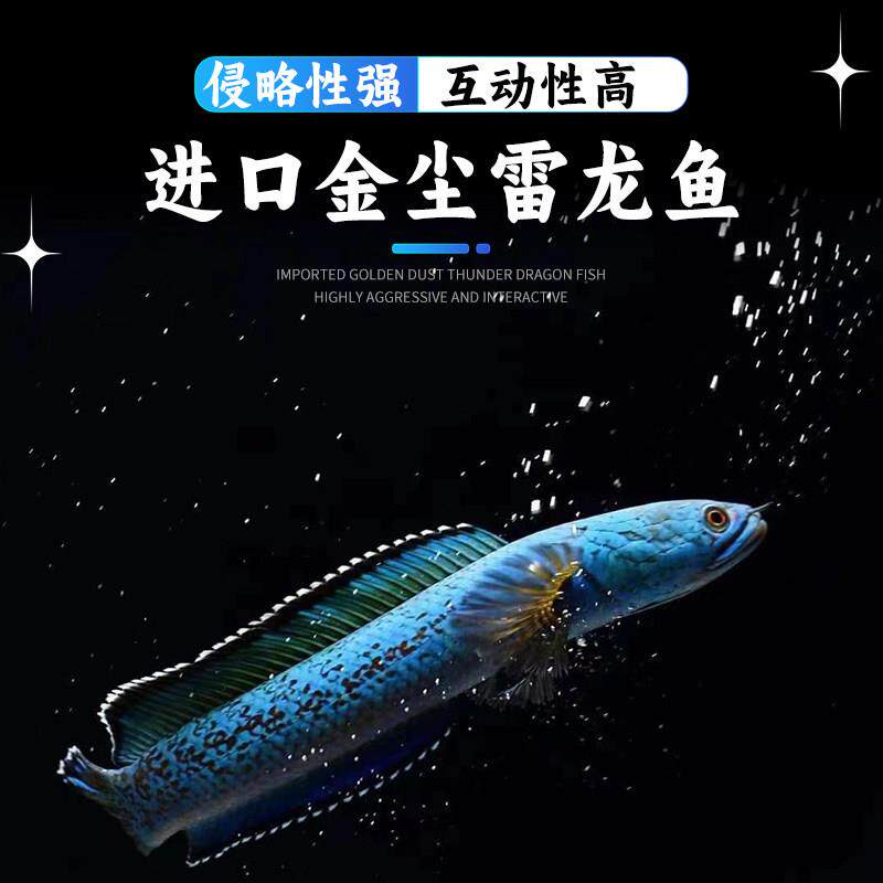 进口金尘雷龙鱼观赏鱼鱼苗猛鱼奶茶血斑一型七彩雷龙精品活体鱼