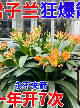 君子兰黄叶病叶子发黄促开花促箭剂黑斑病营养液兰花专用肥肥料